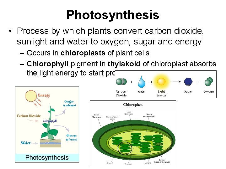 Photosynthesis • Process by which plants convert carbon dioxide, sunlight and water to oxygen,