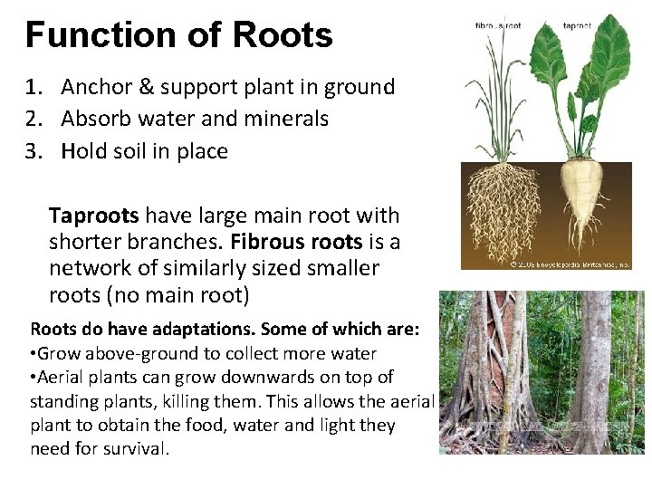 Function of Roots 1. Anchor & support plant in ground 2. Absorb water and