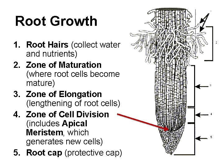 Root Growth 1. Root Hairs (collect water and nutrients) 2. Zone of Maturation (where