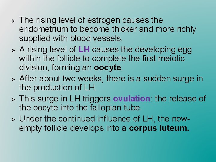 Ø Ø Ø The rising level of estrogen causes the endometrium to become thicker