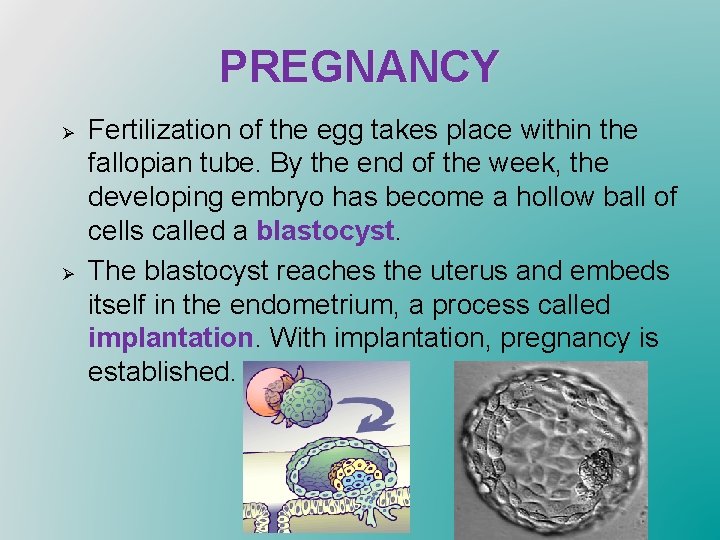 PREGNANCY Ø Ø Fertilization of the egg takes place within the fallopian tube. By