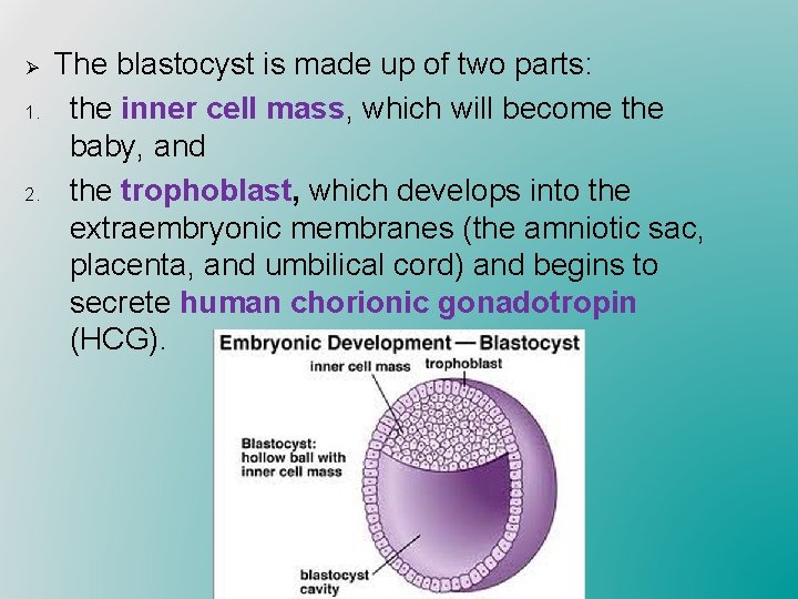 Ø 1. 2. The blastocyst is made up of two parts: the inner cell