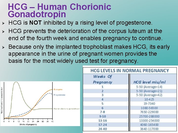 HCG – Human Chorionic Gonadotropin Ø Ø Ø HCG is NOT inhibited by a