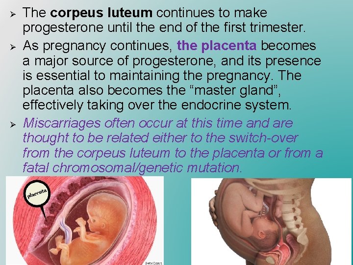 Ø Ø Ø The corpeus luteum continues to make progesterone until the end of