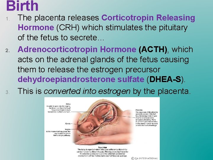 Birth 1. 2. 3. The placenta releases Corticotropin Releasing Hormone (CRH) which stimulates the