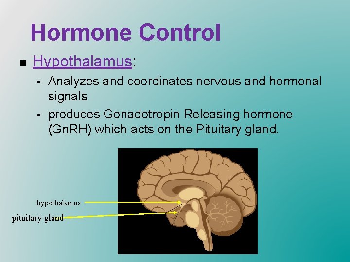 Hormone Control n Hypothalamus: Hypothalamus § § Analyzes and coordinates nervous and hormonal signals