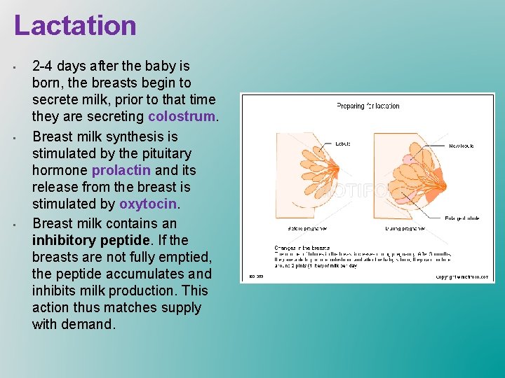 Lactation • • • 2 -4 days after the baby is born, the breasts