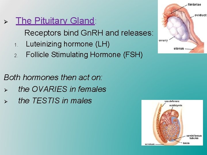 Ø The Pituitary Gland: Receptors bind Gn. RH and releases: 1. 2. Luteinizing hormone