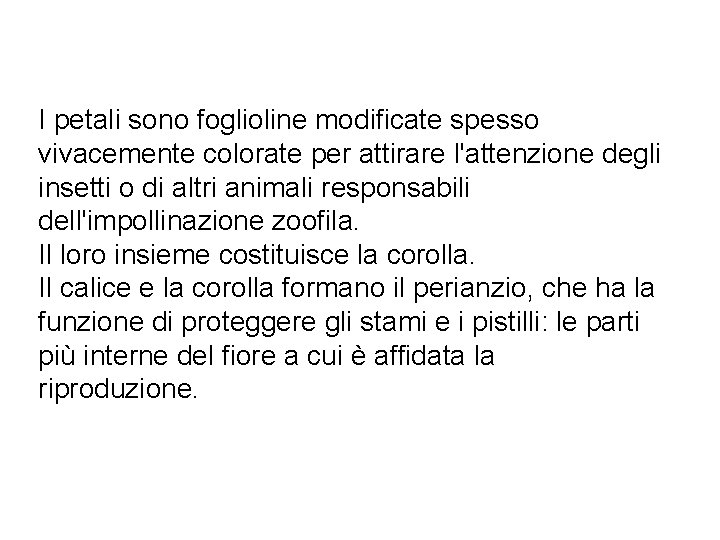 I petali sono foglioline modificate spesso vivacemente colorate per attirare l'attenzione degli insetti o