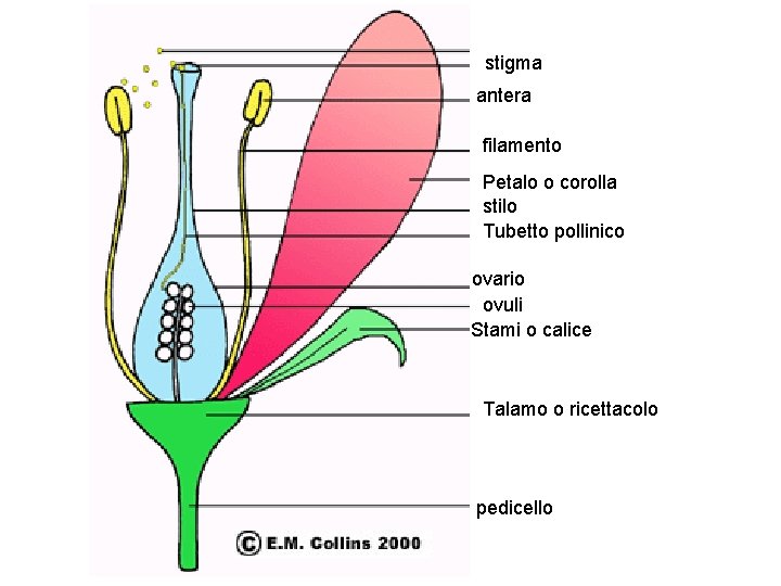 stigma antera filamento Petalo o corolla stilo Tubetto pollinico ovario ovuli Stami o calice