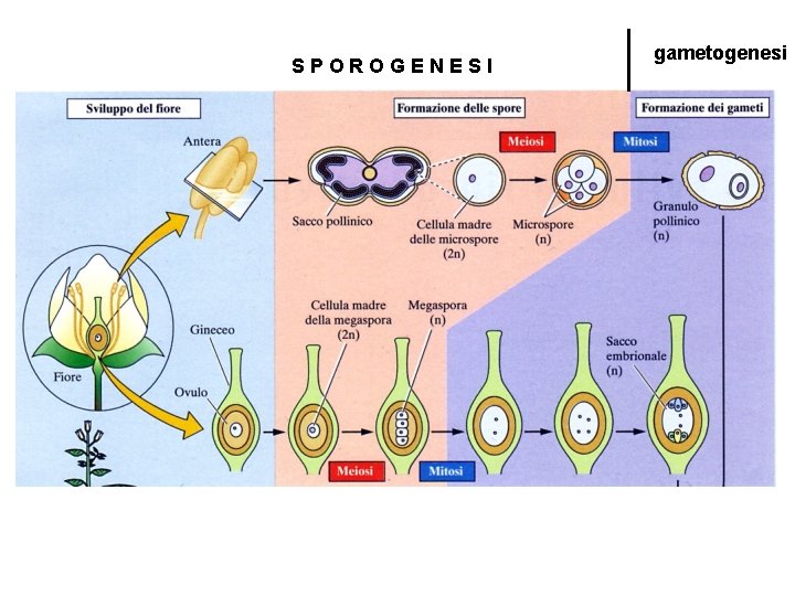 SPOROGENESI gametogenesi 