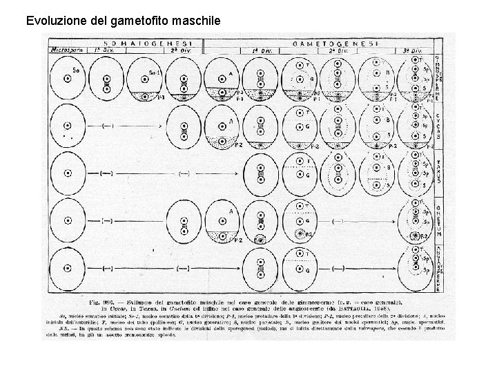 Evoluzione del gametofito maschile 