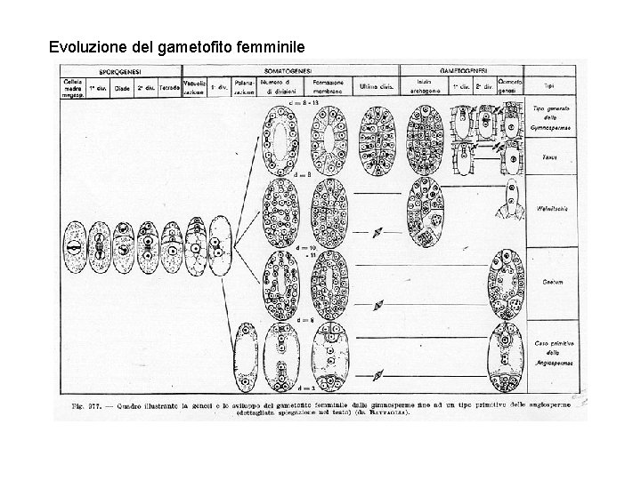 Evoluzione del gametofito femminile 