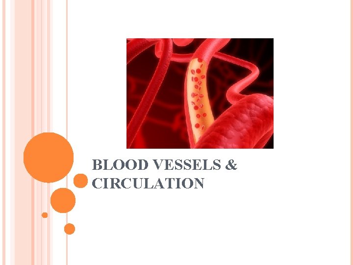 BLOOD VESSELS & CIRCULATION 