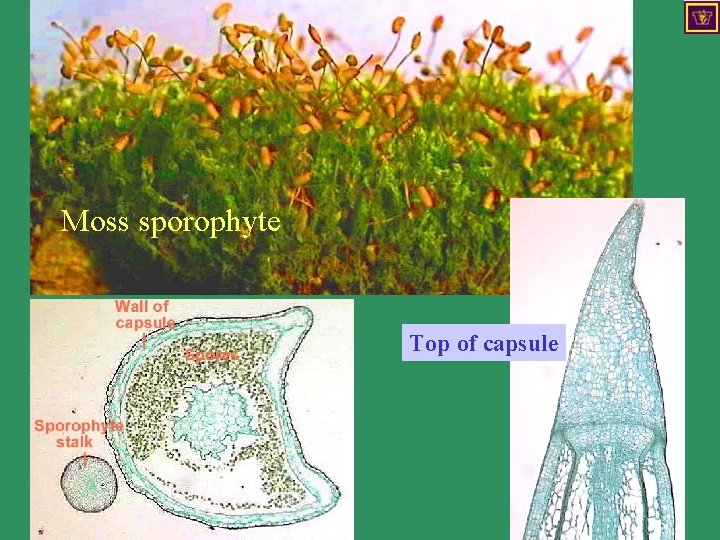 Moss sporophyte Top of capsule 