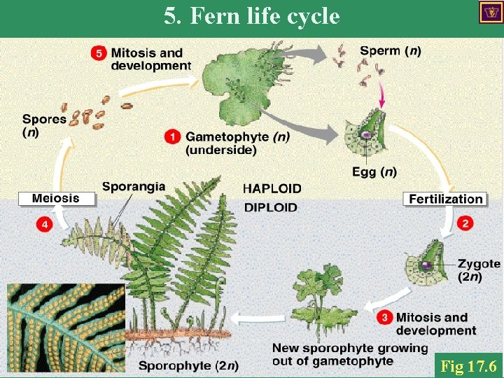 5. Fern life cycle Fig 17. 6 