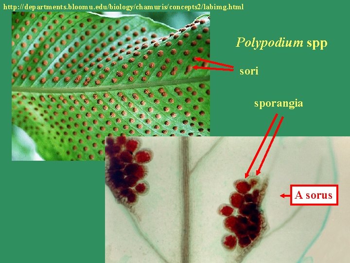 http: //departments. bloomu. edu/biology/chamuris/concepts 2/labimg. html Sporangia Polypodium spp sori sporangia A sorus 