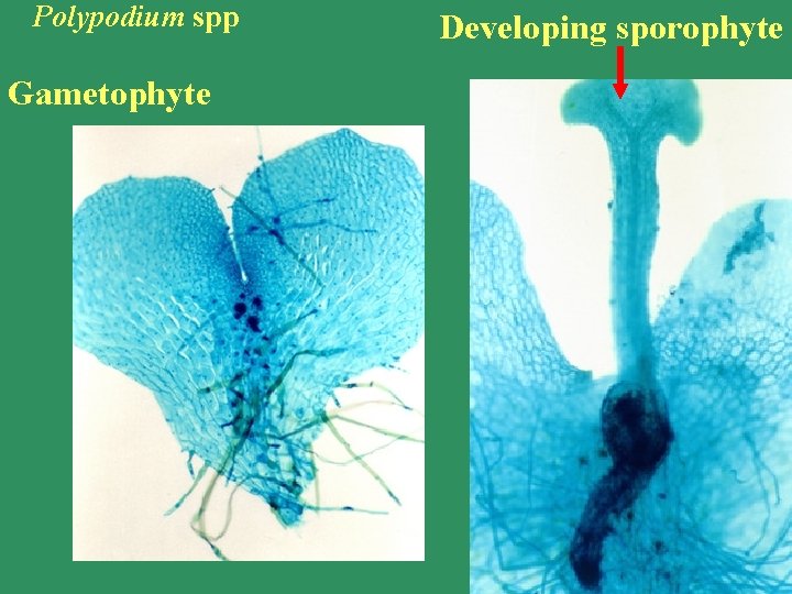 Polypodium spp Gametophyte Developing sporophyte 