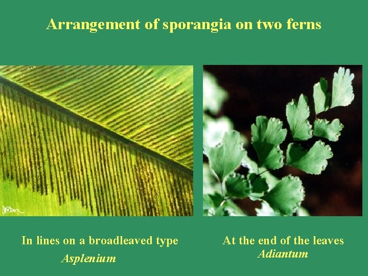 Arrangement of sporangia on two ferns In lines on a broadleaved type Asplenium At