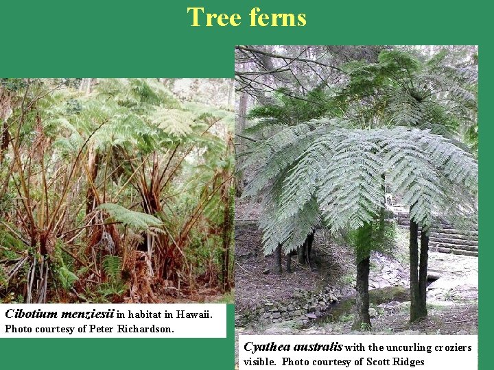 Tree ferns Cibotium menziesii in habitat in Hawaii. Photo courtesy of Peter Richardson. Cyathea