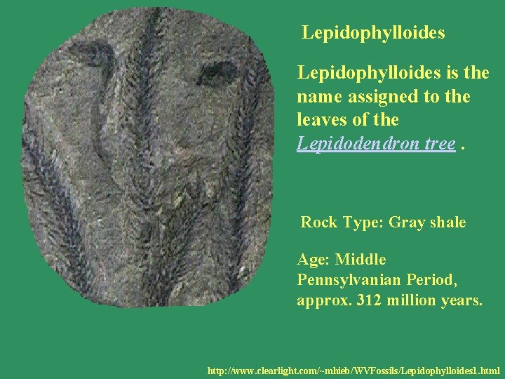 Lepidophylloides Fossil Lepidophylloides is the name assigned to the leaves of the Lepidodendron tree.