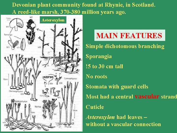 Devonian plant community found at Rhynie, in Scotland. A reed-like marsh, 370 -380 million