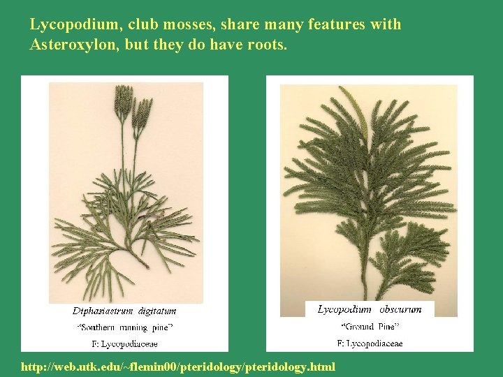 Lycopodium, club mosses, share many features with Asteroxylon, but they do have roots. Lycopodium