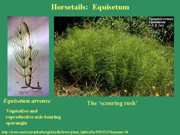 Horsetails: Equisetum arvense The ‘scouring rush’ Vegetative and reproductive axis bearing sporangia http: //www.