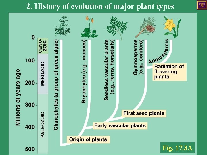 2. History of evolution of major plant types History of plant groups Fig. 17.