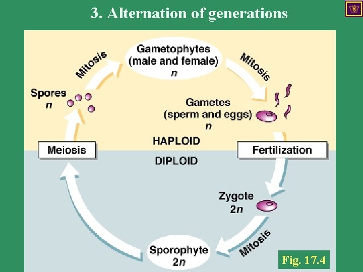 3. Alternation of generations Fig. 17. 4 