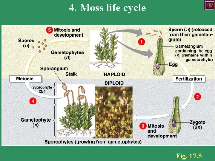4. Moss life cycle Fig. 17. 5 