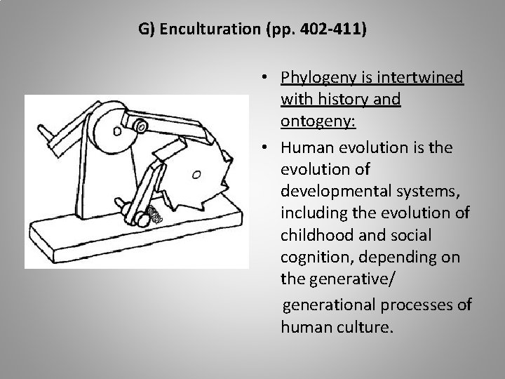 G) Enculturation (pp. 402 -411) • Phylogeny is intertwined with history and ontogeny: •