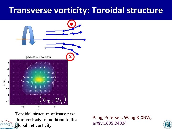 Transverse vorticity: Toroidal structure x Toroidal structure of transverse fluid vorticity, in addition to