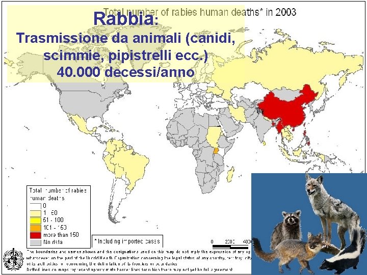 Rabbia: Trasmissione da animali (canidi, scimmie, pipistrelli ecc. ) 40. 000 decessi/anno 38 