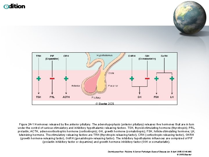 Figure 24 -1 Hormones released by the anterior pituitary. The adenohypophysis (anterior pituitary) releases