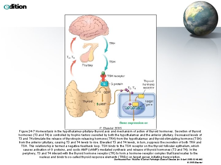 Figure 24 -7 Homeostasis in the hypothalamus-pituitary-thyroid axis and mechanism of action of thyroid