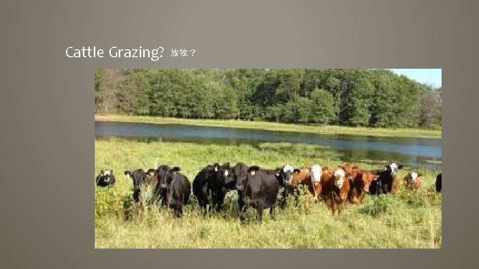 Cattle Grazing? 放牧？ 