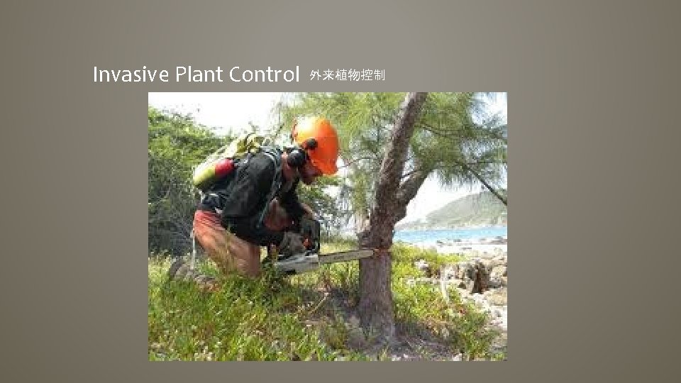 Invasive Plant Control 外来植物控制 