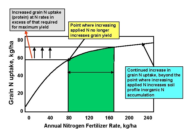 Grain N uptake, kg/ha Increased grain N uptake (protein) at N rates in excess