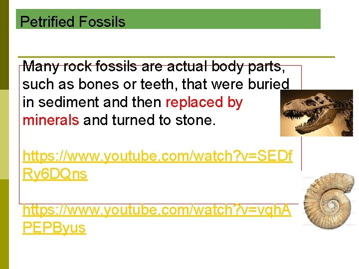 Petrified Fossils Many rock fossils are actual body parts, such as bones or teeth, Petrified Fossils Many rock fossils are actual body parts, such as bones or teeth,