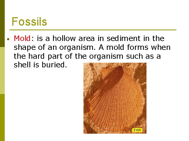 Fossils • Mold: is a hollow area in sediment in the shape of an Fossils • Mold: is a hollow area in sediment in the shape of an