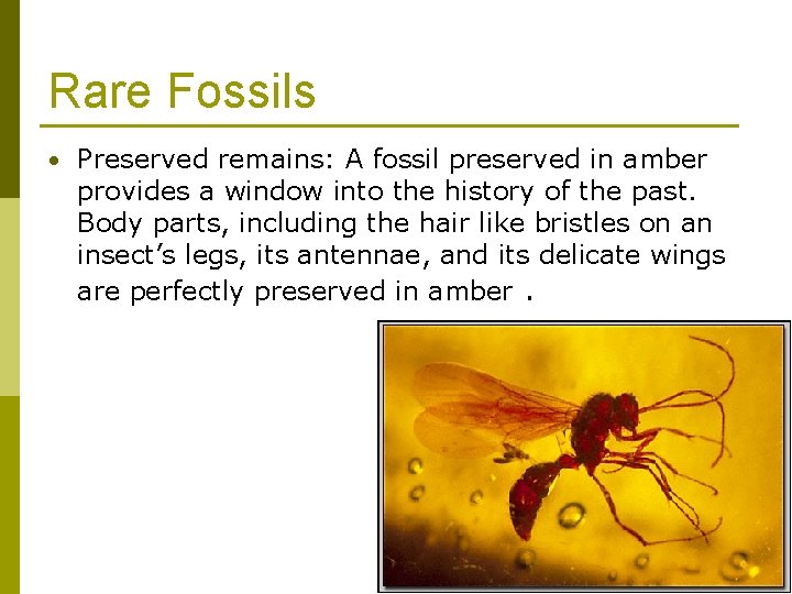 Rare Fossils • Preserved remains: A fossil preserved in amber provides a window into Rare Fossils • Preserved remains: A fossil preserved in amber provides a window into