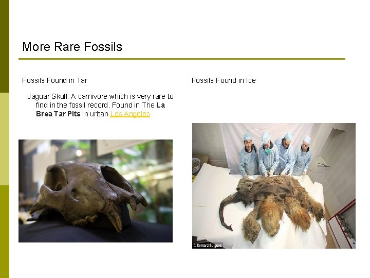 More Rare Fossils Found in Tar Jaguar Skull: A carnivore which is very rare More Rare Fossils Found in Tar Jaguar Skull: A carnivore which is very rare