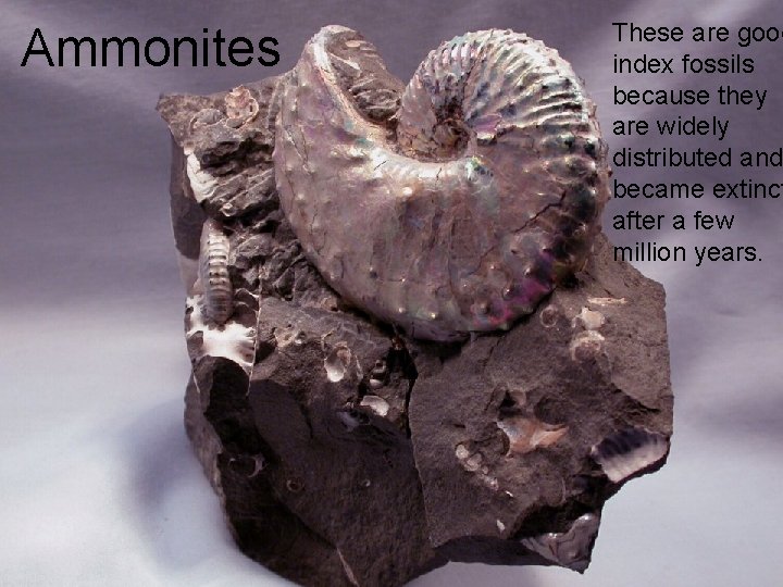 Ammonites These are good index fossils because they are widely distributed and became extinct Ammonites These are good index fossils because they are widely distributed and became extinct