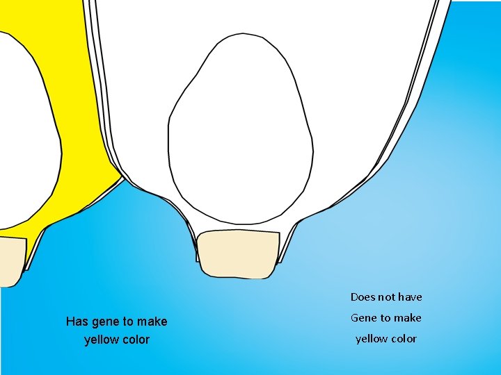 Yellow corn and white corn diagram Does not have Has gene to make yellow