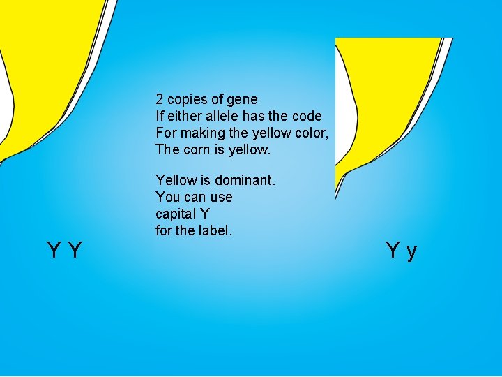 2 copies of gene If either allele has the code For making the yellow