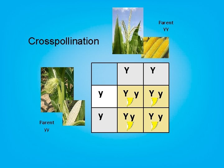 Parent YY Crosspollination Parent yy Y Y y Yy Yy 