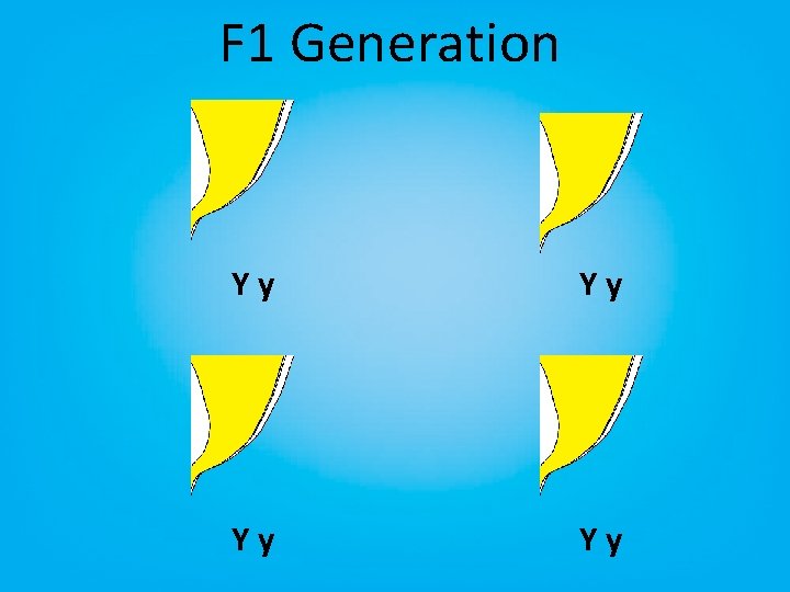 F 1 Generation Yy Yy 