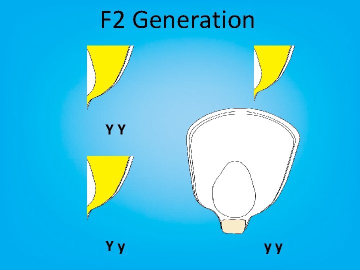 F 2 Generation YY Yy Yy yy 