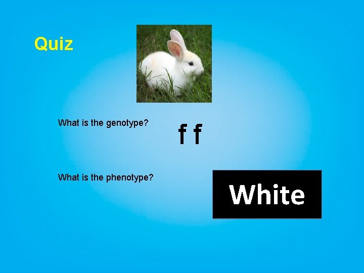 Quiz What is the genotype? What is the phenotype? ff White 